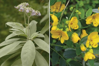 Izquierda: Fumo bravo (Solanum granulosum-leprosum). Derecha: Sen del campo (Senna corymbosa).