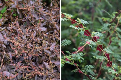 Izquierda: Haloragis erecta ‘Bronze’ es una herbácea perenne de unos 45 cm, ideal para los primeros planos de un cantero. Es muy resistente al frío y ese color bronceado se mantiene durante todo el año. Necesita pleno sol y es muy rústica. Derecha: La Rosa sericea pteracantha se destaca por sus particulares espinas grandes, planas y anchas, de color bordó. Para que aparezcan los tallos nuevos con esas espinas es muy importante la poda. Las
flores son blancas, de pequeñas a medianas.