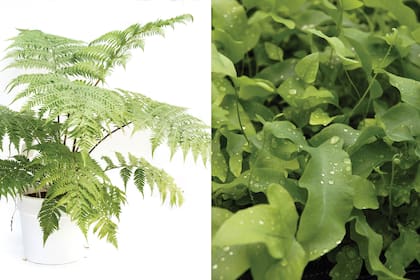 Izquierda: Helecho negro (Rumohra). Derecha: Polipodio (Phlebodium).