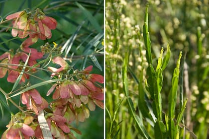 Izquierda: Heteropterys angustifolia (mariposa): es un arbusto de tallos flexibles y hojas perennes. Sus flores son color amarillo y aparecen en primavera y verano; sus frutos son sámaras color rojo, muy llamativas. Atrae a mariposas y abejas. Derecha: Baccharis articulata (carqueja): es un arbusto ramificado que puede llegar a medir 1,5 m de altura. Sus flores son pequeñas. Tiene propiedades medicinales