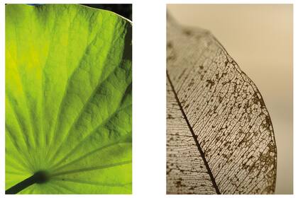 Izquierda: Hoja de Nelumbo nucifera o loto sagrado. Derecha: Hojas como de encaje. Las venas o nervios suelen ser lo último que se degrada cuando las hojas caen para cumplir su destino de humus.