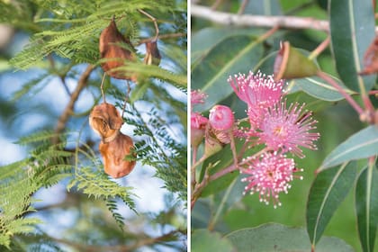 Izquierda: Jacarandá mimosifolia (jacarandá). Derecha: Eucalyptus sp.