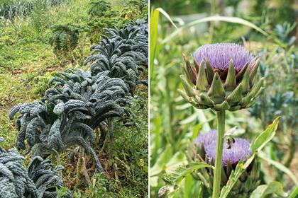 Izquierda: Kales a pleno en la huerta del predio. A la derecha, flor del alcaucil, de la variedad violeta de Provenza, procedente de Alicante y Murcia; muy apetecida en el mercado francés.