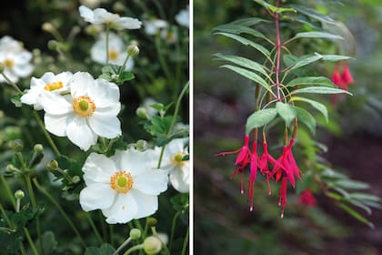 Izquierda: la anemona es una planta rústica, que crece bien en lugares sombreados y alcanza hasta 1 m de altura. Derecha: la Alijaba puede alcanzar 2 a 3 metros de altura cuando es adulta