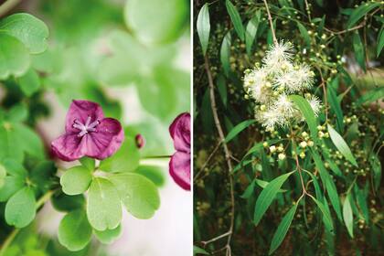 Izquierda: la aquebia es una trepadora leñosa, una liana de flores chicas y moradas, de perfume afrutado. Llega a medir 6 m (y hasta 10) de altura y 3 m de ancho. Derecha: el horco molle es un árbol nativo desde el Norte del país hasta Buenos Aires, donde llega por las selvas en galería