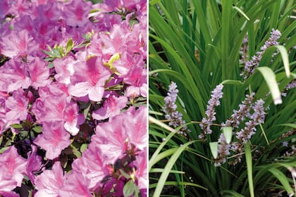 Izquierda: la azalea del Delta no es una planta nativa como indicaría su nombre, sino que tiene origen en Japón. En zonas como el delta del Paraná, llega a tener floraciones excepcionales por su densidad. Derecha: el Liriope forma una pequeña mata atractiva durante todo el año, además es resistente a distintas condiciones de cultivo