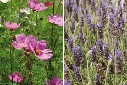 Izquierda: la flor de cosmos tiene un bonito y leve follaje dividido. Crece rápido y atrae mariposas. Derecha: La lavanda es de rápido crecimiento pero su vida es corta