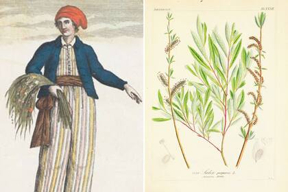 Izquierda: la francesa Jeanne Baret (1740-1804), botánica destacada y primera mujer en dar la vuelta al mundo. Derecha: En un momento se adoptó colocar al final del género y la especie la inicial del botánico que estudió la planta por primera vez.