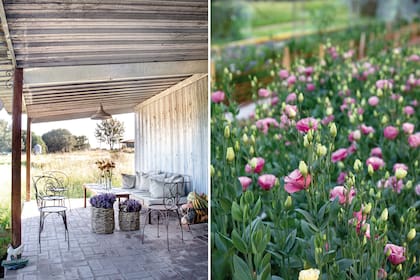 Izquierda: La galería de la casa, primera parada del recorrido en toda visita. Derecha: Impecables lisiantus cultivados en invernáculo.