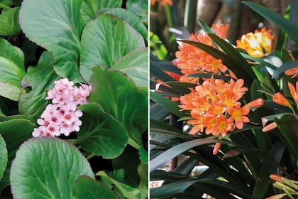 Izquierda: la hortensia es una planta impecable que crece y florece en invierno a la sombra. Alcanza de 20 a 30 cm de altura y otro tanto de diámetro, y se expande porque desde sus tallos subterráneos forma plantas hijas. Derecha: muy rústica, la clivia se mantiene en forma todo el año y se convierte en foco cuando florece, desde el invierno hasta la primavera