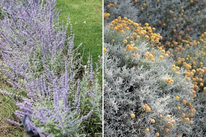 Izquierda: la salvia rusa crece en climas de inviernos muy fríos y también en lugares donde los veranos son bastante cálidos.  Derecha: las hojas de la santolina son grisáceas y pequeñas. Generalmente en primavera o verano produce inflorescencias amarillo oro sobre largos tallos (pedúnculos), por lo que cuando pasa el viento adquieren movimiento