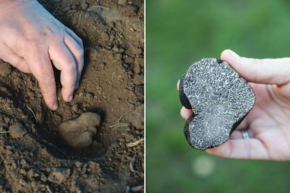 Izquierda: La trufa recién encontrada. Derecha: Detalle del interior de una trufa. Se la consume rallada o fileteada, como condimento.