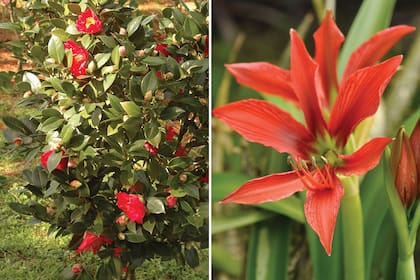 Izquierda: las camelias tardan en crecer, pero florecen desde muy jóvenes. Derecha: Un amarilis de invierno (Hippeastrum aulicum) en flor.