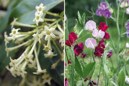 Izquierda: las flores de la dama de noche con forma de fino tubo verdoso y mucho más chicas que las hojas aparecen durante el verano hasta los primeros fríos. Derecha: la arvejilla es una enredadera anual que tarda pocos meses desde que brota de semilla hasta que florece deliciosamente
