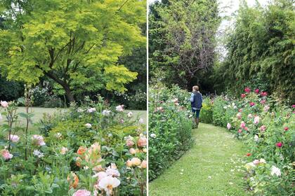 Izquierda: Las rosas se combinan con herbáceas que, según pasan las estaciones, van cobrando protagonismo. Derecha: Cristina creó caminos entre los canteros para pasear entre sus Rosas Antiguas y gallicas.