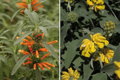 Izquierda: Leonotis leonurus. Derecha: Phlomis fruticosa.