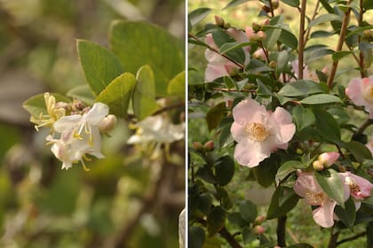 Izquierda: Lonicera fragrantissima. Crece generalmente entre 2 y 3 m de altura, es muy ramificado, con ramas arqueadas que le dan un porte abierto y esférico. Posee hojas simples, de color verde claro, con el borde hacia adentro y envés algo más claro. Derecha: Camellia sasanqua. Es un arbusto de hoja persistente, que puede alcanzar los 5 m de altura, con ramas jóvenes rojizas y pubescentes. Las hojas son alternas, oblongas, con el margen dentado, coriáceas, de color verde oscuro. 