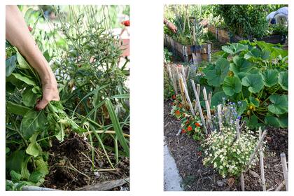 Izquierda: los cultivos se reparte tanto a los vecinos que se acercan a trabajar como con aquellos que aportan sus residuos vegetales para el compost. Derecha: se pone especial cuidado en la estética de la huerta.