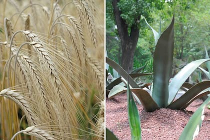 Izquierda: Los granos de cereales son la base de numerosas bebidas espirituosas. Derecha: el Agave salmiana, o maguey pulquero, se utiliza para preparar mezcal.