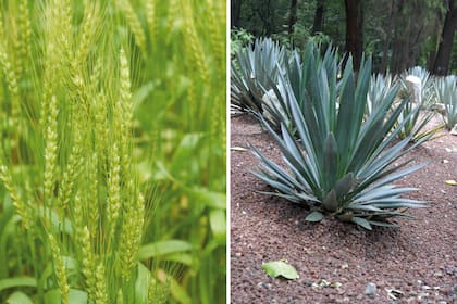 Izquierda: los granos de trigo se pueden utilizar para preparar vodka o ginebra. Derecha: Agave tequilana, variedad azul con la que se prepara el tequila.