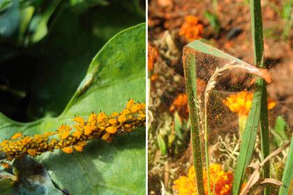 Izquierda: Los pulgones suelen atacar los escapos florales o los brotes nuevos. Derecha: La arañuela es un ácaro que produce lesiones, en forma de manchas de color amarronado