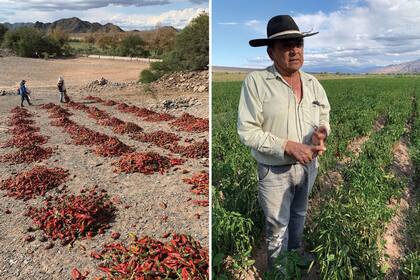 Izquierda: Luego de cosechados, los pimientos se disponen en pilas por 4 o 5 días, hasta que estén todos bien rojos. Derecha: Rubén Gutiérrez en los campos de cultivo cercanos a Molinos, provincia de Salta.