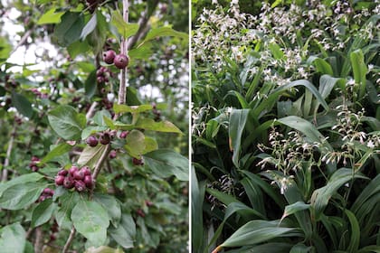 Izquierda: Malus floribunda ‘Profusion’ es un manzano de flor que se caracteriza por su follaje bordó. Florece a principios de primavera en rosado fuerte, casi rojo, y las manzanitas pequeñas que produce son muy ornamentales y se mantienen hasta el otoño. Derecha: Arthropodium cirratum es una herbácea para ubicar a media sombra o con sol de mañana. Su follaje es algo grisáceo. Florece en inflorescencias abundantes, con gran profusión de flores blancas que le dan un aspecto muy interesante. Protegida, soporta heladas.