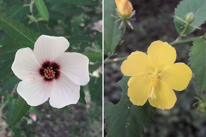 Izquierda: malva dura (Pavonia hastata). Derecha: malva del bosque o botón de oro (Pavonia sepium).