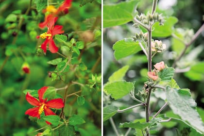 Izquierda: malva roja (Pavonia missionum). Derecha: malva blanca (Sphaeralcea bonariensis).