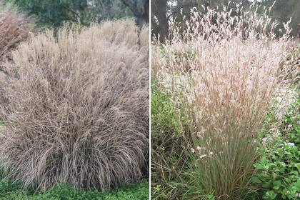 Izquierda: Miscanthus sinensis ‘Adagio’. Derecha: Schizachyrium scoparium ‘Mainumbi Plata’.