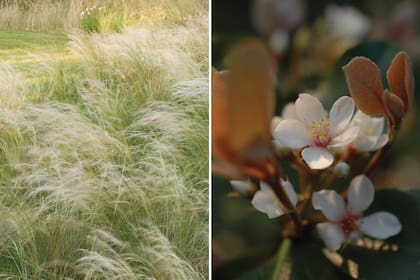 Izquierda: Nassella tenuissima; sus inflorescencias leves siguen el vaivén del viento y dan dinamismo a los diseños. Derecha: Rafolepis, un arbusto, también de follaje perenne, compacto, que produce en primavera flores blancas y fragantes.