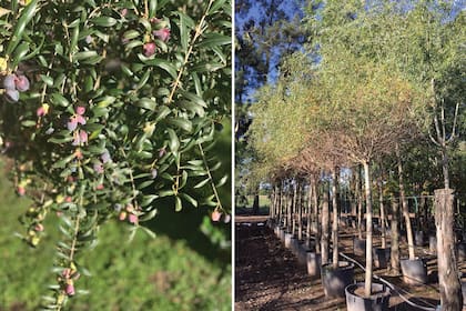 Izquierda: Olivo (Olea europaea). Derecha: Sauce eléctrico (Salix erythroflexuosa).