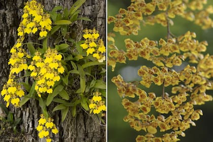 Izquierda: Oncidium bifolium (ahora Gomesa bifolia). Derecha: Oncidium fimbriatum (ahora Gomesa cornigera).