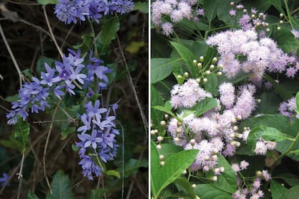 Izquierda: Petrea volubilis. Derecha: Quechualia Fulta.