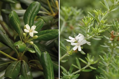 Izquierda: Pittosporum tobira. Derecha: Westringia fruticosa.