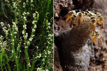 Izquierda: Planta de carqueja en floración. Derecha: Abejas yateí en su colmena.