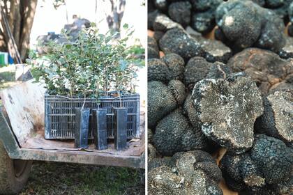 Izquierda: Plantines de roble micorrizados con Tuber melanosporum listos para ser plantados a campo. Derecha: La recolección del día. Cada trufa tiene un peso de entre 30 y hasta 250 gramos.