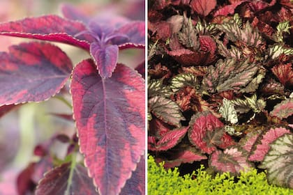 Izquierda: Plectranthus scutellarioides, tolera mal el sol directo y las bajas temperaturas y se cultiva como anual. Derecha: Begonia rex: se la suele cultivar como planta de interiores.