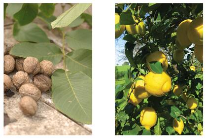 Izquierda: podemos elegir entre frutales secos, como el nogal. Derecha: cítricos, como el infaltable limonero.
