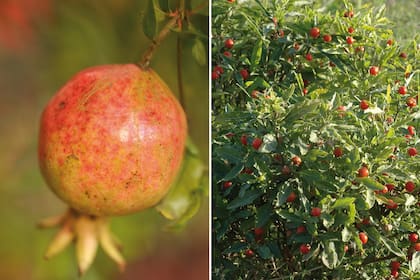 Izquierda: Punica granatum. Derecha: Solanum pseudocapsicum.