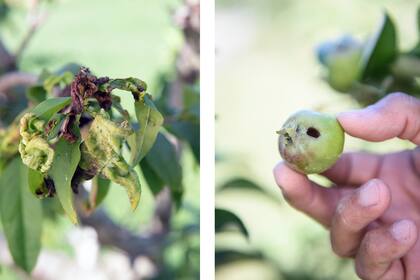 Izquierda: Rama con torque del duraznero. Foto derecha: Así se ve la fruta de un manzano enfermo.