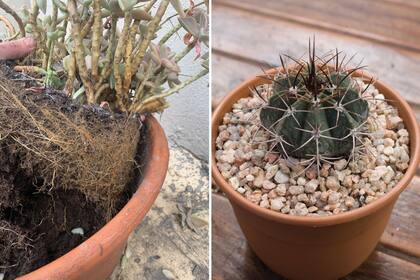 Izquierda: renovar el sustrato cada dos años les dará mayor vigor a cactus y suculentas. Derecha: las piedritas alrededor de la planta no son solo estéticas: también la protegen del exceso de humedad y evitan que salte el sustrato al regar o llover.