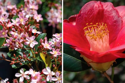 Izquierda: Rhaphiolepis indica. Derecha: Camelia japonica.