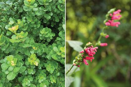 Izquierda: Rhus crenata, un arbusto que funciona muy bien en jardines costeros y en macetas. Derecha: Salvia oxyphora, ideal para patios que no reciben sol.