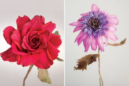 Izquierda: Rosa inglesa. Derecha: Equinácea.