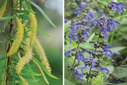 Izquierda: Salix humboldtiana, llamado sauce criollo o sauce colorado. Derecha: Salvia guaranitica, conocida como salvia azul.