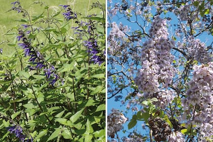 Izquierda: Salvia guaranitica (salvia azul). Derecha: Paulownia tomentosa (kiri).