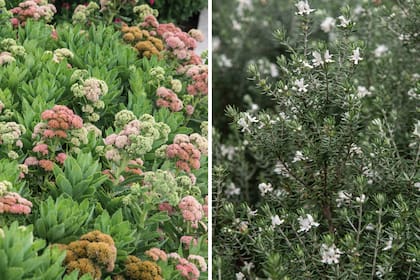 Izquierda: Sedum es una planta suculenta de follaje llamativo que, entre mediados y fines de verano, comienza a florecer en colores que van del rosa al rojo, según la variedad. Derecha: el romero australiano es una planta de forma redondeada, prolija con pequeñas flores blancas y follaje verde grisáceo durante casi todo el año