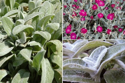 Izquierda: Stachys byzantina u oreja de conejo. Derecha, arriba: Silene coronaria en flor. Derecha, abajo: Tradescantia sillmontana y sus peculiares hojas cubiertas por una lanosidad blanca.