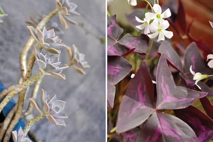Izquierda: tallos de Graptopetalum paraguayense alargándose hacia la luz. Derecha: al caer la noche, los Oxalis entran en "posición de sueño": pliegan sus hojas. Acá, el Oxalis triangularis.